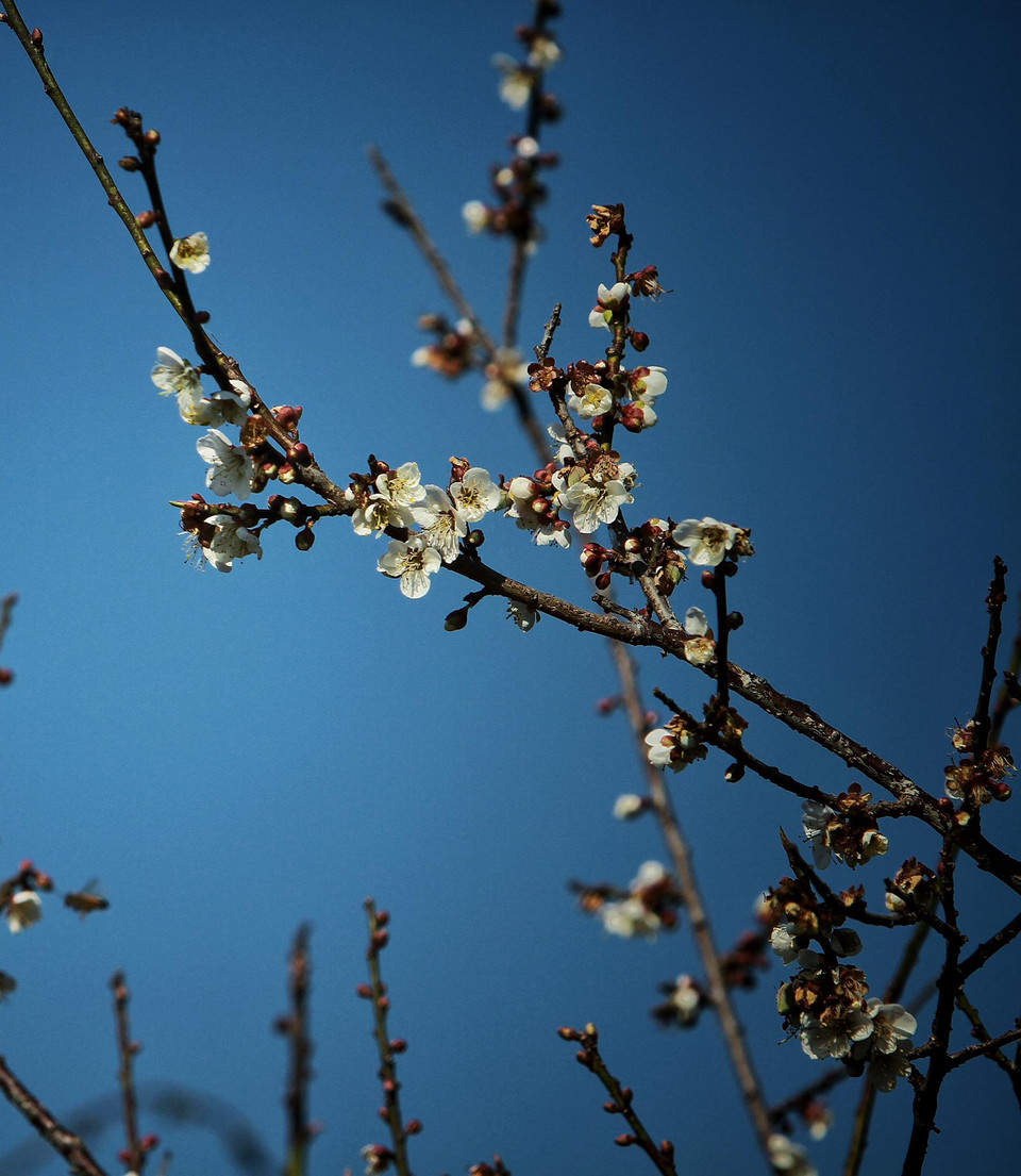 Đến Tây Bắc mùa nào cũng đẹp bởi mùa nào cũng có vài loài hoa bung nở khoe sắc giữa núi rừng. (Ảnh: Xuân Mai/Vietnam+)