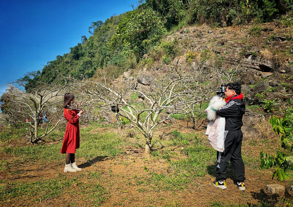 Những rừng trái cây giờ đây không chỉ là sản phẩm nông nghiệp đơn thuần của bà con Mộc Châu mà đã trở thành sản phẩm du lịch nổi tiếng để mỗi khi vào vụ, du khách lại tìm đến. (Ảnh: Xuân Mai/Vietnam+)