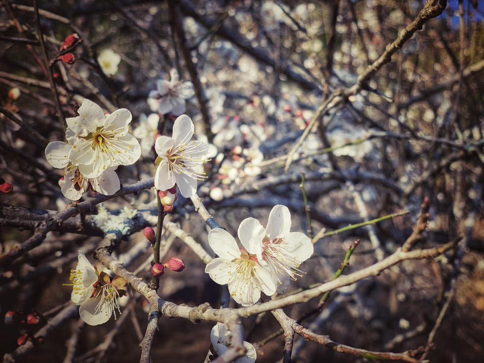 Hoa mơ nở trắng xóa, đẹp tinh khôi và mong manh giữa đất trời xanh ngắt của núi rừng Tây Bắc. (Ảnh: Xuân Mai/Vietnam+)