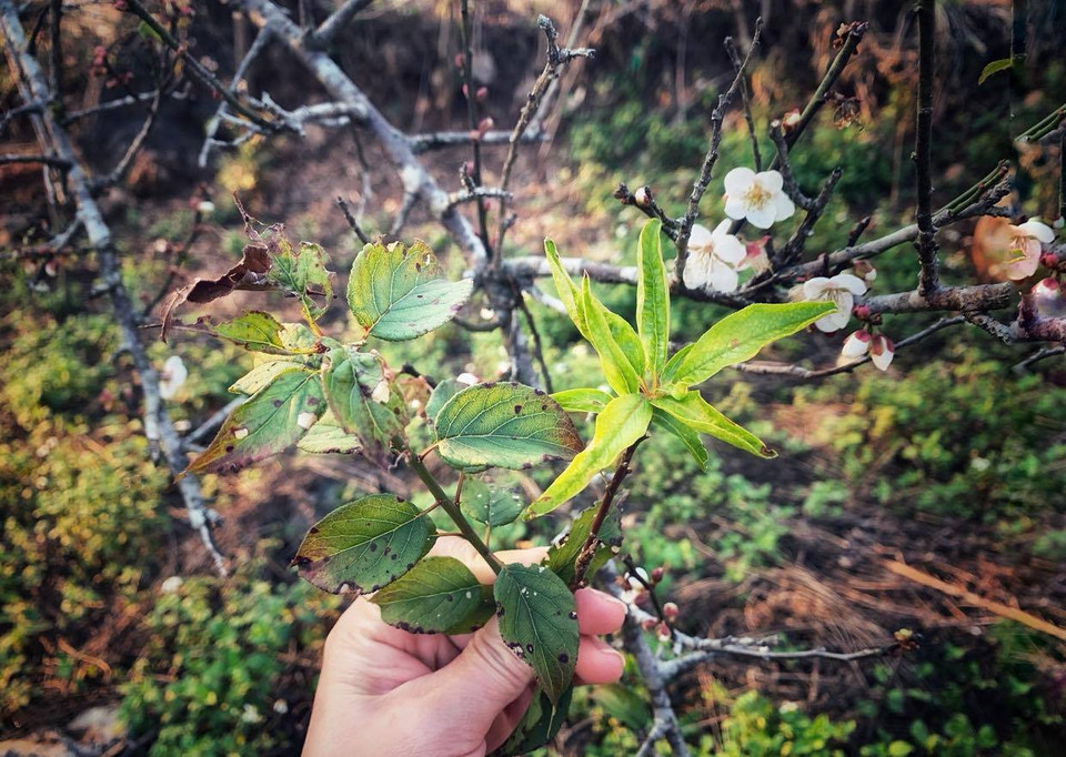 Bà con ở bản hướng dẫn cách phân biệt cây hoa mận, mơ trực quan: bên trái là lá mận, bên phải là lá mơ. (Ảnh: Xuân Mai/Vietnam+)