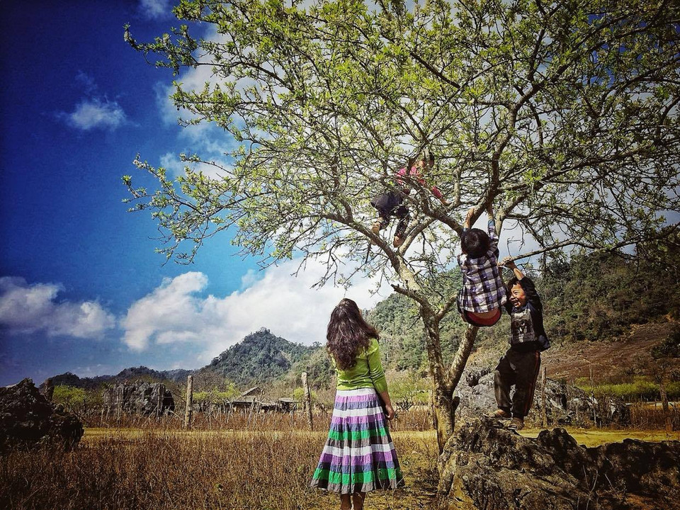 Rừng mận, mơ ngay bên quốc lộ 6 thuộc xã Vân Hồ, huyện Vân Hồ, tỉnh Sơn La. (Ảnh: Xuân Mai/Vietnam+)