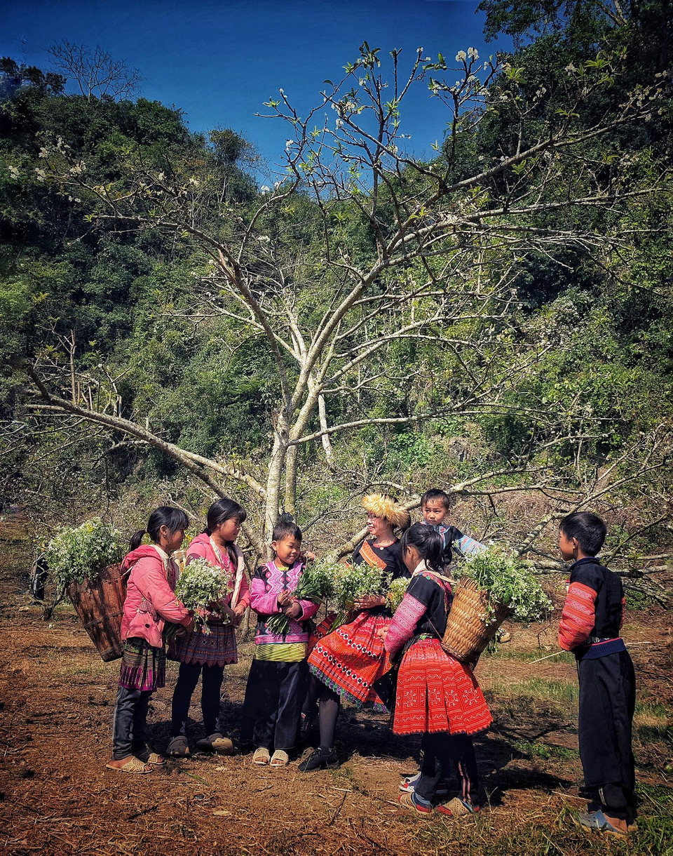 Lạc giữa vườn mơ là những sắc màu rực rỡ này. (Ảnh: Xuân Mai/Vietnam+)