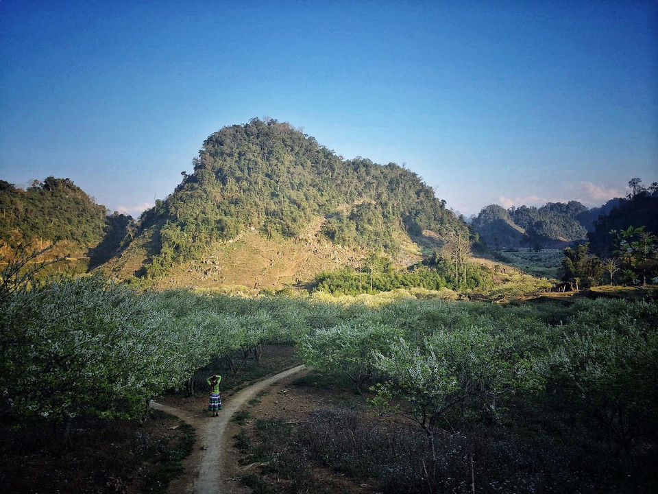 Những thung lũng hoa mận, mơ trắng xóa trải dài tít tắp đã trở thành thương hiệu du lịch nông nghiệp của Mộc Châu. (Ảnh: Xuân Mai/Vietnam+)