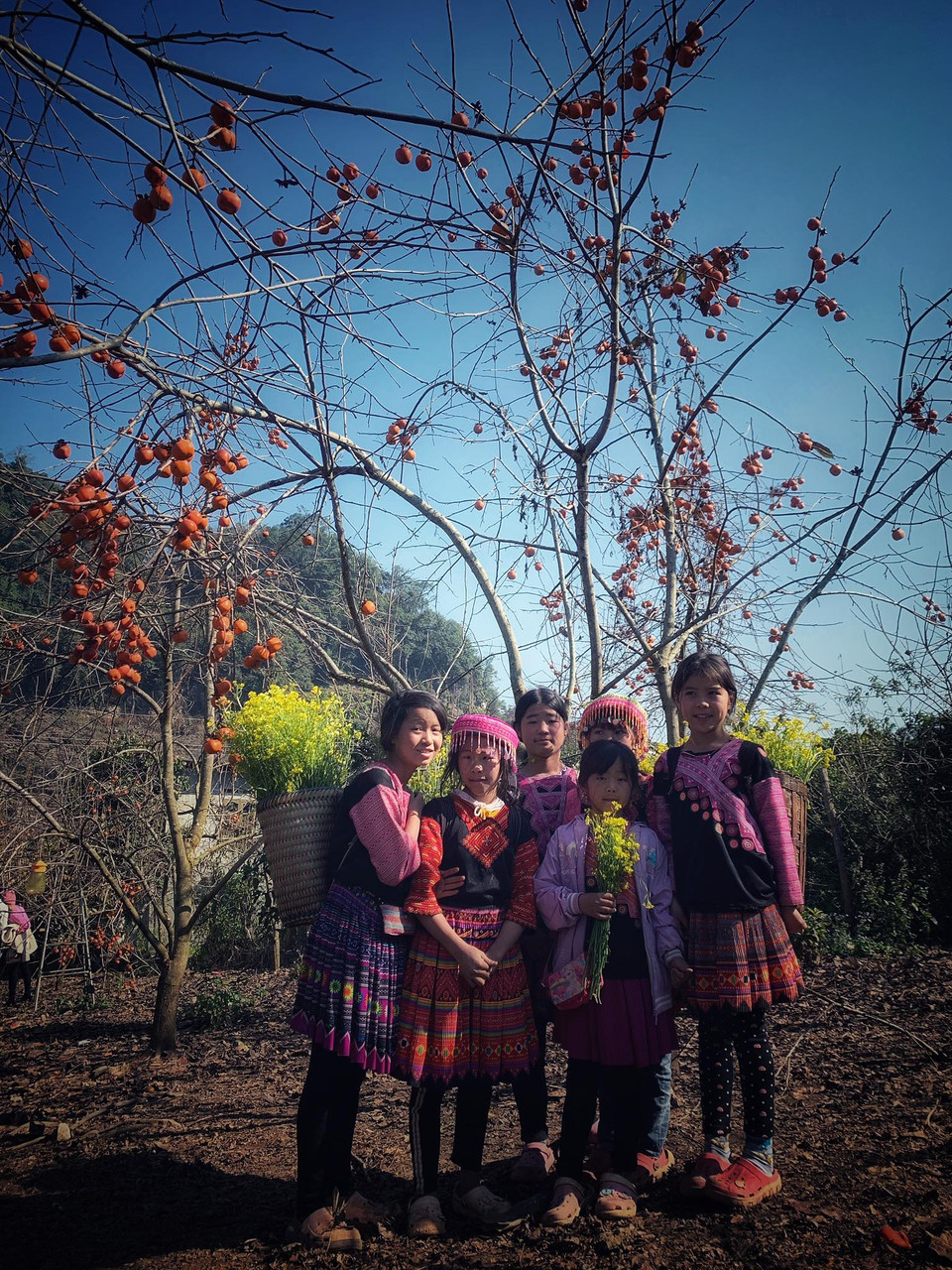 Các loại cây ăn quả nhiệt đới, ôn đới từ mận hậu, bơ, đào đến hồng giòn... giờ đây không chỉ là sản phẩm nông nghiệp đơn thuần, mà đã và đang trở thành sản phẩm du lịch nổi tiếng để mỗi khi vào vụ, du khách lại tìm đến Mộc Châu. (Ảnh: Xuân Mai/Vietnam+)