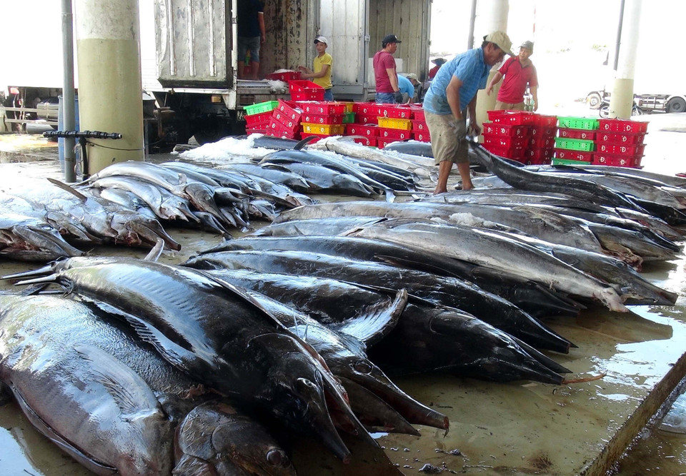 Tập kết cá ngừ đại dương đánh bắt, tại cảng cá Hòn Rớ, thành phố Nha Trang (Khánh Hòa). (Ảnh: Nguyên Lý/TTXVN)