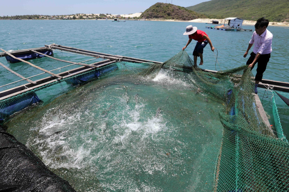 Nhờ vốn vay ưu đãi Chương trình hộ sản xuất kinh doanh vùng khó khăn, nhiều gia đình ở xã Vạn Thạnh, huyện Vạn Ninh (Khánh Hòa) có điều kiện mua sắm ngư cụ đánh bắt hải sản, làm lồng bè nuôi cá, cho hiệu quả cao. (Ảnh: Trần Việt/TTXVN)