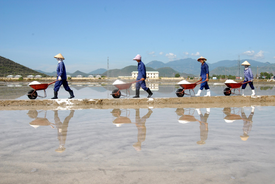 Trên cánh đồng muối của Công ty Cổ phần Muối Khánh Hòa. (Ảnh: Quang Quyết/TTXVN)