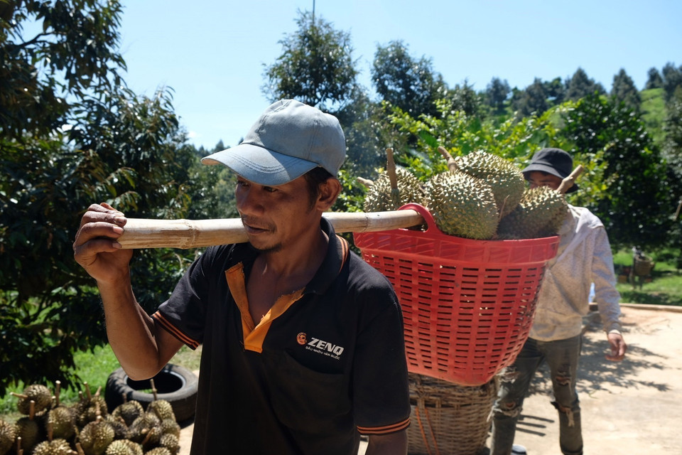 Sầu riêng Khánh Sơn là cây trồng chủ lực và là một trong 3 cây trồng nằm trong chương trình 'Một xã, một sản phẩm' giai đoạn 2018-2020 của huyện miền núi Khánh Sơn, tỉnh Khánh Hòa. (Ảnh: Phan Sáu/TTXVN)