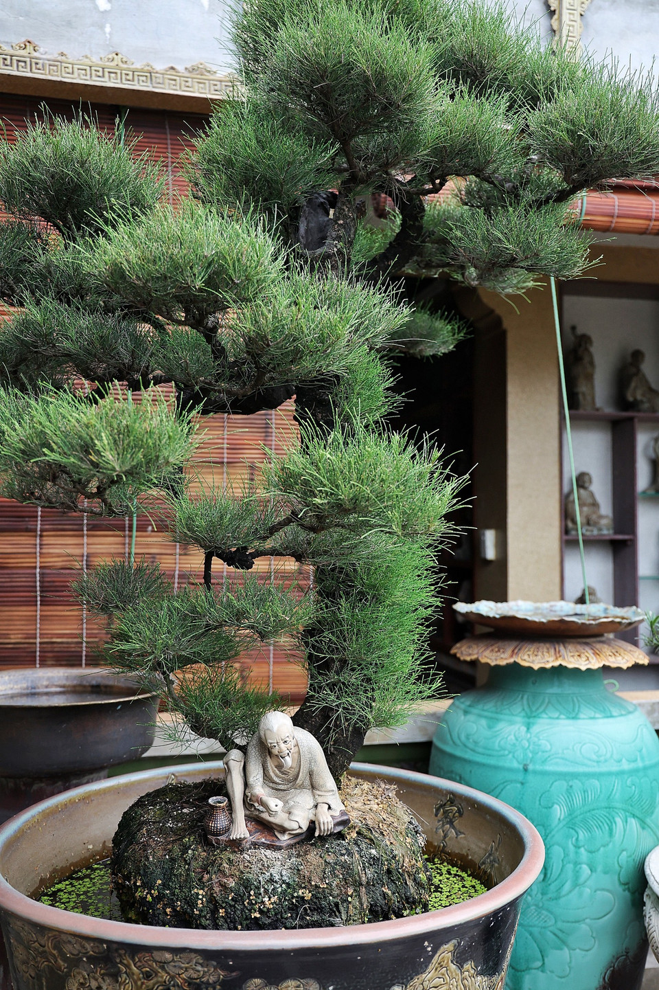 ...mà còn khéo léo và tỉ mẩn tạo nên những tuyệt tác bonsai kết hợp hài hòa cùng gốm. (Ảnh: Xuân Mai/Vietnam+)