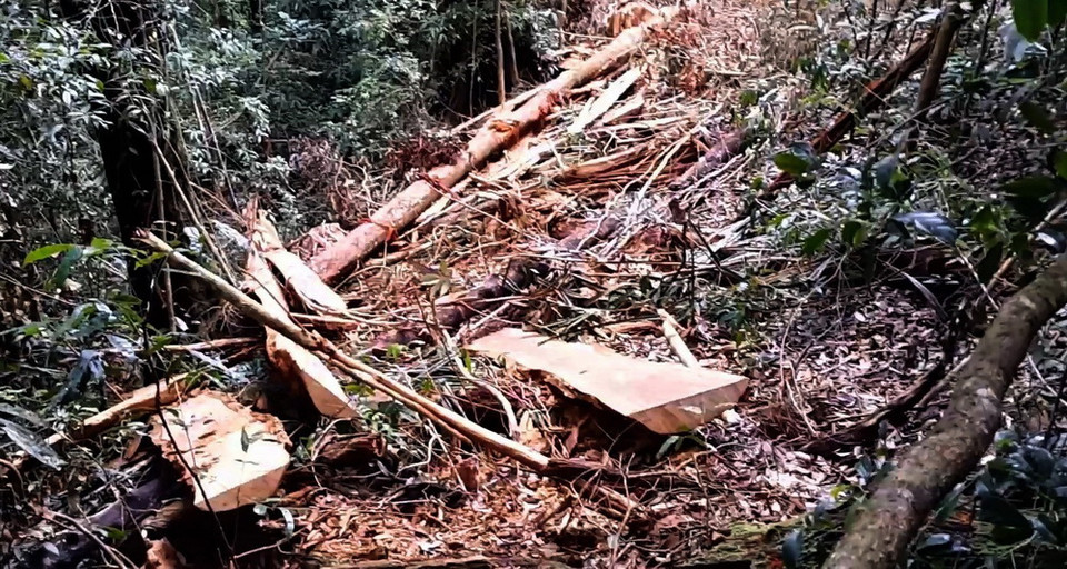 Hiện trường vụ phá rừng ở lâm phần thuộc Công ty trách nhiệm hữu hạn một thành viên Lâm nghiệp Đăk Tô. (Ảnh: Cao Nguyên/TTXVN)