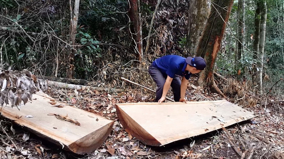 Hiện trường vụ phá rừng ở lâm phần thuộc Công ty trách nhiệm hữu hạn một thành viên Lâm nghiệp Đăk Tô. (Ảnh: Cao Nguyên/TTXVN)