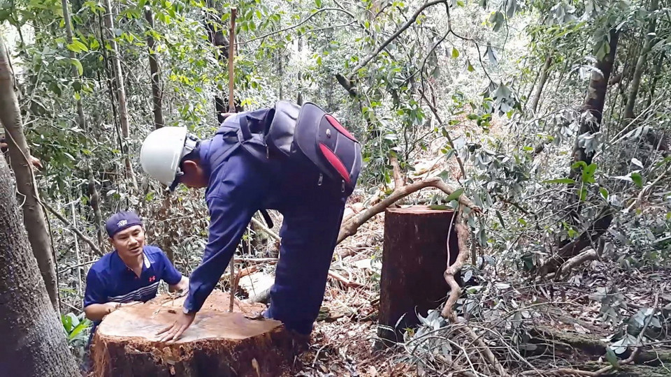 Hiện trường vụ phá rừng ở lâm phần thuộc Công ty trách nhiệm hữu hạn một thành viên Lâm nghiệp Đăk Tô. (Ảnh: Cao Nguyên/TTXVN)