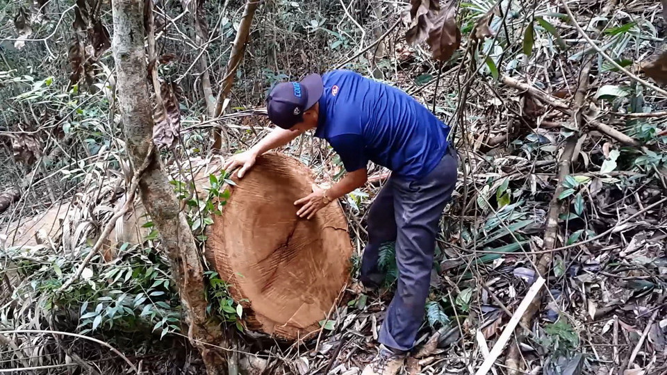 Hiện trường vụ phá rừng ở lâm phần thuộc Công ty trách nhiệm hữu hạn một thành viên Lâm nghiệp Đăk Tô. (Ảnh: Cao Nguyên/TTXVN)