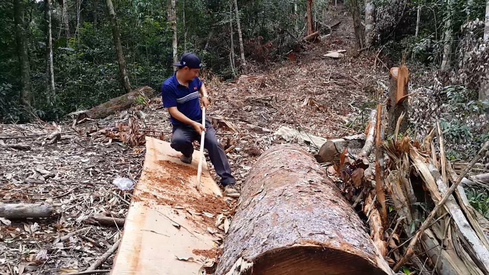 Hiện trường vụ phá rừng ở lâm phần thuộc Công ty trách nhiệm hữu hạn một thành viên Lâm nghiệp Đăk Tô. (Ảnh: Cao Nguyên/TTXVN)