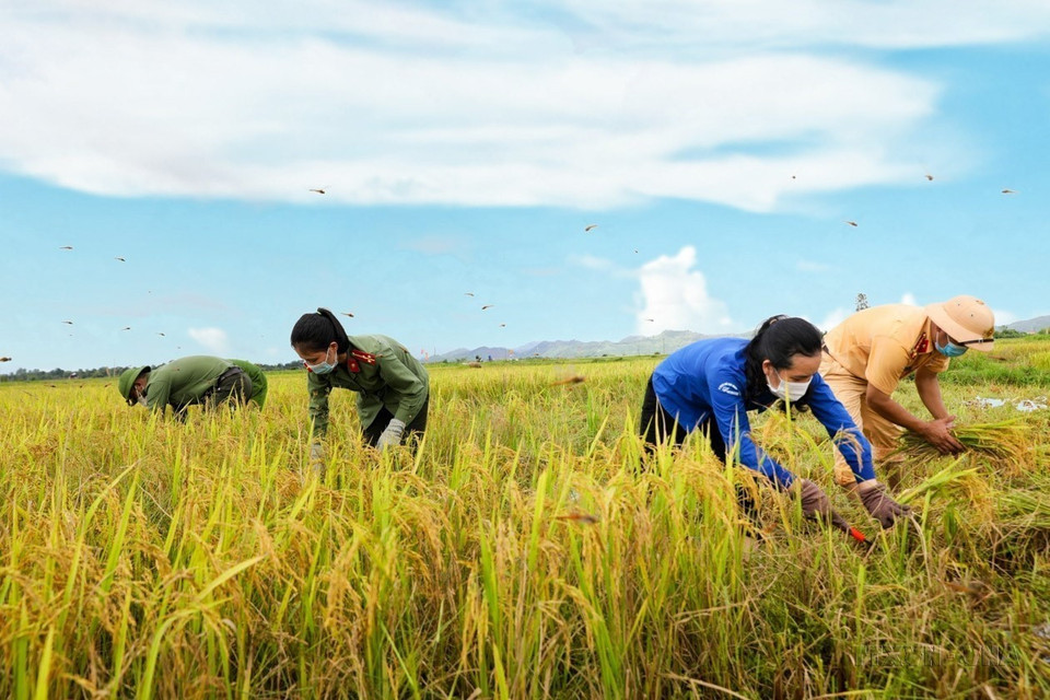 Cán bộ, chiến sỹ công an huyện Hương Sơn phối hợp với huyện đoàn Hương Sơn (Hà Tĩnh) chung tay giúp nhân dân gặt lúa Hè Thu. (Ảnh: Dương Quân/TTXVN)