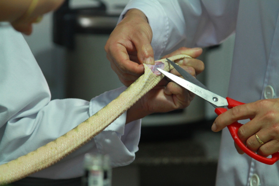 Lấy tiết. (Ảnh: Xuân Mai/Vietnam+)