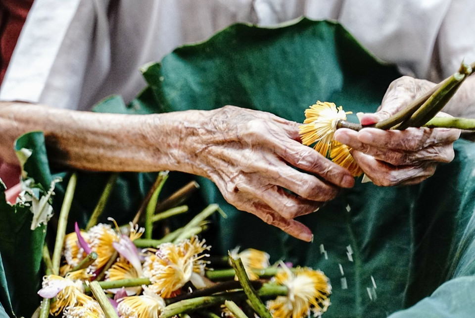 Công đoạn lấy gạo sen được coi là khó nhất trong các bước làm trà sen, đòi hỏi người nghệ nhân phải nhanh tay, khéo léo để hạt gạo không nát, không bay mất hương thơm, giảm chất lượng của sản phẩm vẫn được lão nghệ nhân thực hiện tỉ mỉ. (Ảnh : Khánh Hòa/TTXVN)