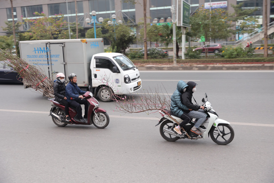 Những cành đào có thế lạ được người dân buộc vào các phương tiện để di chuyển về quê đón Tết. (Ảnh: Minh Sơn/Vietnam+)
