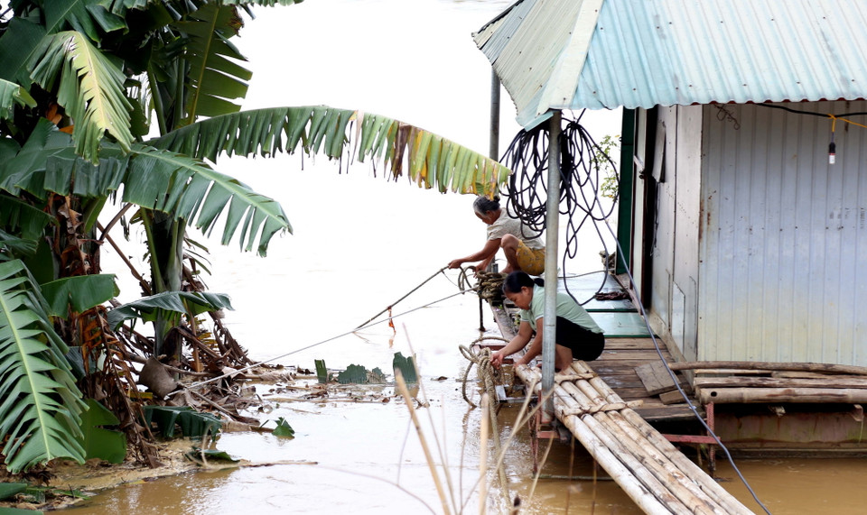 Người dân gia cố lại nhà bè khi nước sông Lô tiếp tục dâng cao. (Ảnh: Quang Cường/TTXVN)