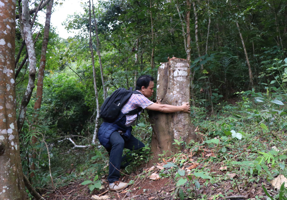 Một gốc cây to có chu vi vành thân một người ôm tại hiện trường vụ phá rừng trên địa bàn xã Mường Pồn (huyện Điện Biên, tỉnh Điện Biên). (Ảnh: Xuân Tiến/TTXVN)