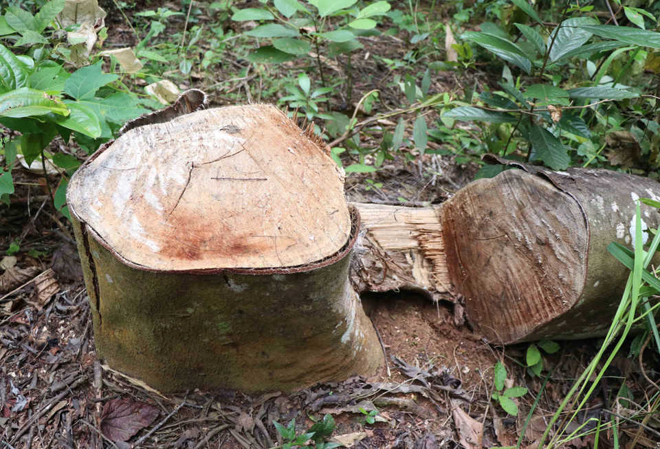 Gốc và thân cây to bị cưa hạ bằng cưa xăng, vết cưa sắc lẹm tại hiện trường vụ phá rừng ở bản Mường Pồn 2 (xã Mường Pồn, huyện Điện Biên, tỉnh Điện Biên). (Ảnh: Xuân Tiến/TTXVN)