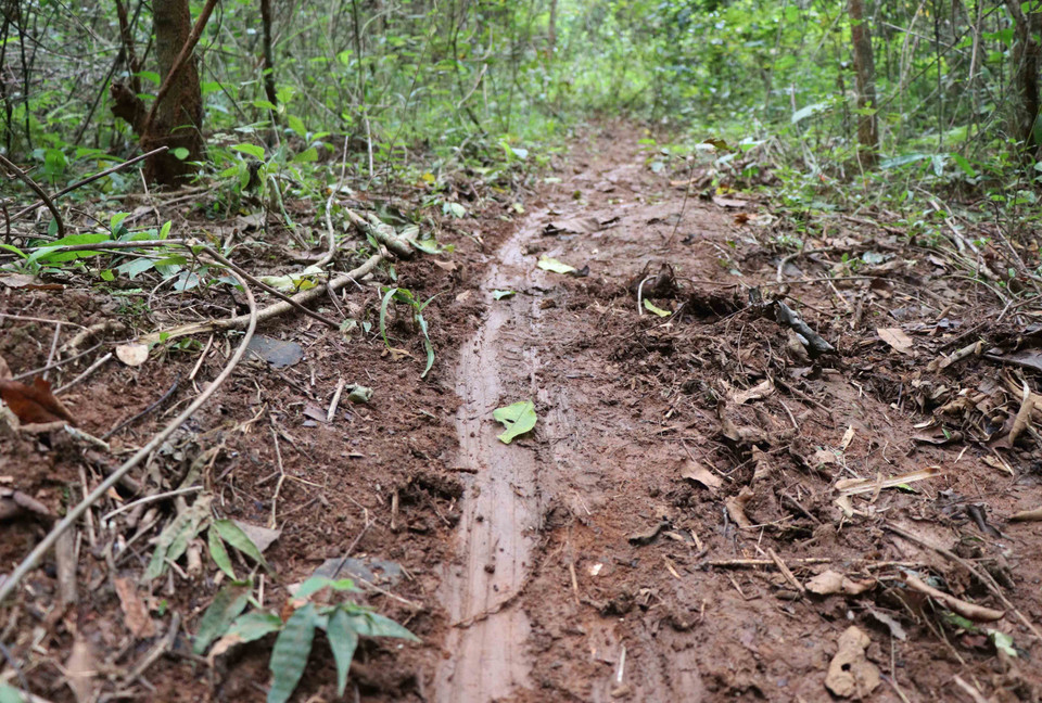 Vết tích hằn trên con đường mòn trong rừng Mường Pồn, nghi ngờ quá trình vận chuyển gỗ ra khỏi hiện trường của người dân đã tạo nên. (Ảnh: Xuân Tiến/TTXVN)