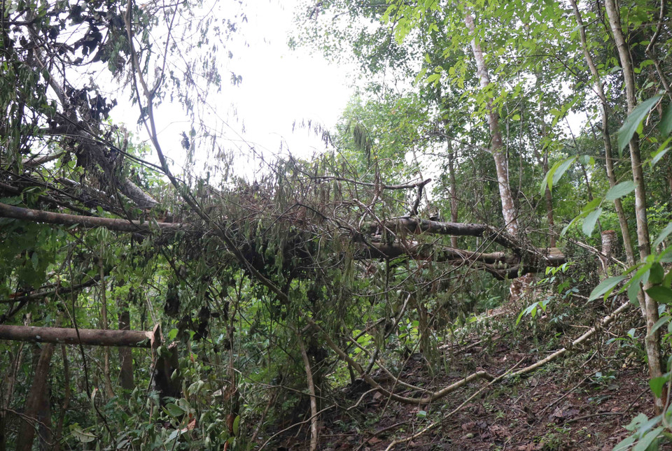 Cây rừng bị chặt hạ tại hiện trường trong rừng trên địa bàn xã Mường Pồn (huyện Điện Biên, tỉnh Điện Biên). (Ảnh: Xuân Tiến/TTXVN)