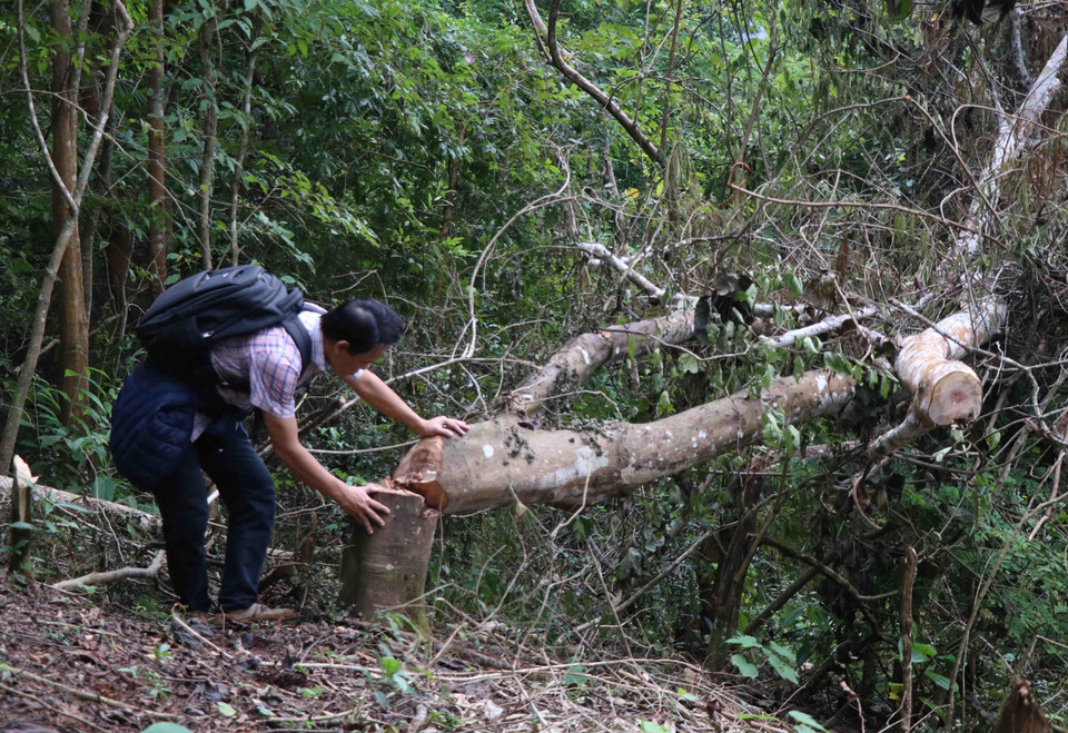 Hiện trường cây rừng trong rừng Mường Pồn (huyện Điện Biên, tỉnh Điện Biên) bị người dân chặt hạ, chưa kịp sơ chế thành phẩm để vận xuất khỏi rừng. (Ảnh: Xuân Tiến/TTXVN)
