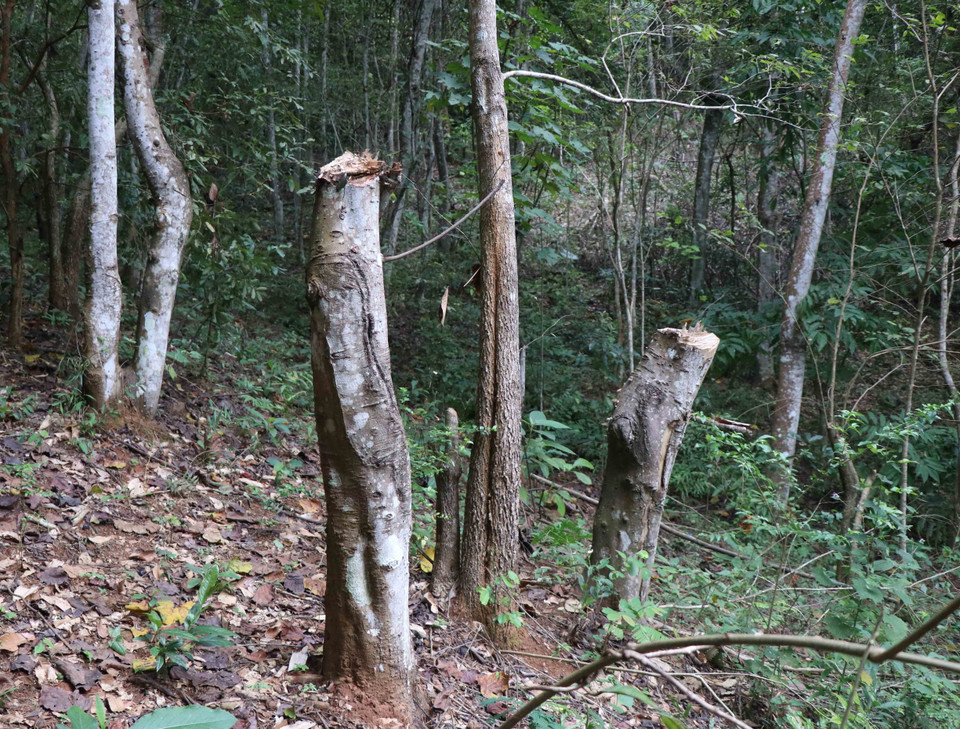 Tại hiện trường phá rừng trên địa bàn xã Mường Pồn (huyện Điện Biên, tỉnh Điện Biên), nhiều loại cây rừng, kích thước khác nhau bị chặt hạ. (Ảnh: Xuân Tiến/TTXVN)