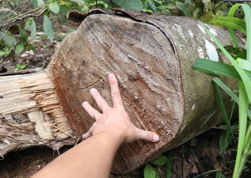 Thân cây có đường kính gần 40cm bị cưa hạ bằng cưa xăng tại hiện trường vụ phá rừng Mường Pồn (xã Mường Pồn, huyện Điện Biên, tỉnh Điện Biên). (Ảnh: Xuân Tiến/TTXVN)