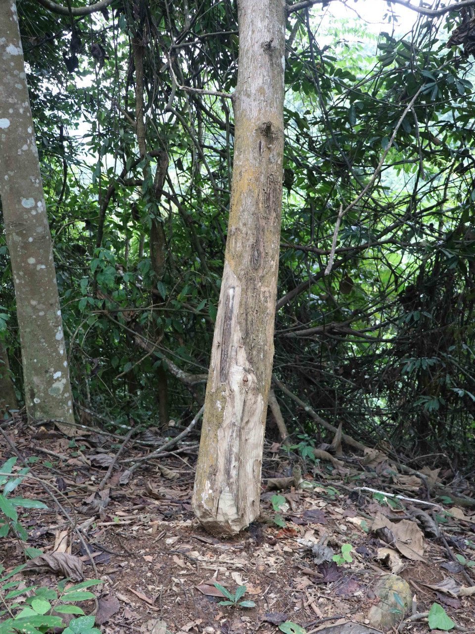 Một thân cây bị người dân chặt hạ, vướng các tán rừng nên không bị nghiêng đổ tại hiện trường vụ phá rừng trên địa bàn xã Mường Pồn (huyện Điện Biên, tỉnh Điện Biên). (Ảnh: Xuân Tiến/TTXVN)