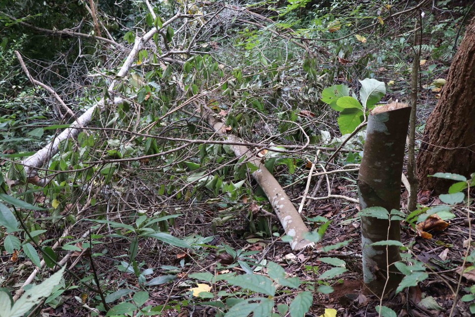 Những cây rừng kích thước nhỏ trong rừng Mường Pồn cũng bị chặt hạ, hủy hoại, thân cây còn nằm ngổn ngang tại hiện trường nằm sâu trong rừng. (Ảnh: Xuân Tiến/TTXVN)