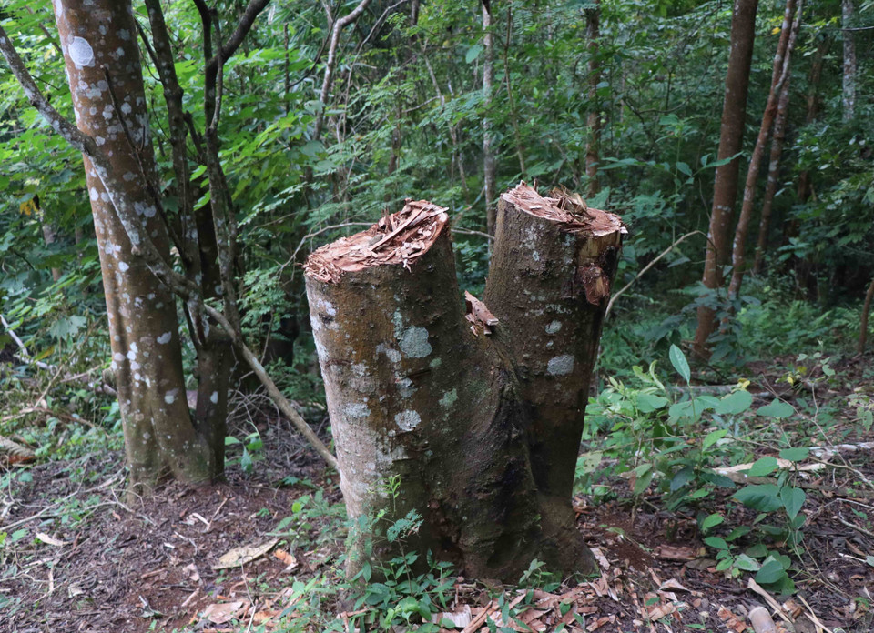 Gốc cây có 2 thân lớn trong rừng Mường Pồn đồng thời bị người dân chặt hạ tại hiện trường vụ phá rừng. (Ảnh: Xuân Tiến/TTXVN)