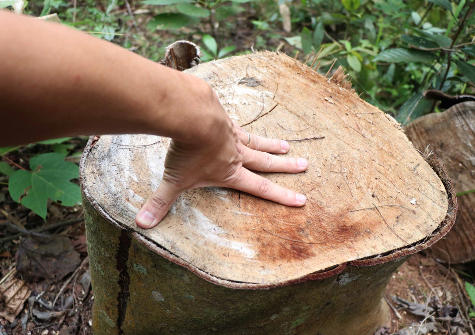 Gốc cây trong rừng Mường Pồn (huyện Điện Biên, tỉnh Điện Biên) bị người dân cưa hạ bằng cưa xăng, có đường kính gốc gần 40cm. (Ảnh: Xuân Tiến/TTXVN)