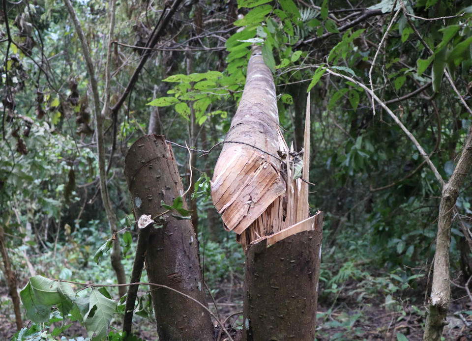 Cây rừng bị chặt hạ, xâm hại trong vụ phá rừng tại hiện trường xảy ra trên địa bàn xã Mường Pồn (huyện Điện Biên, tỉnh Điện Biên). (Ảnh: Xuân Tiến/TTXVN)