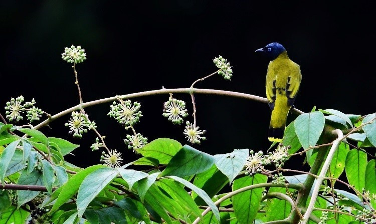 Hệ động-thực vật tại Cao nguyên Kon Hà Nừng.(Ảnh: TTXVN phát)