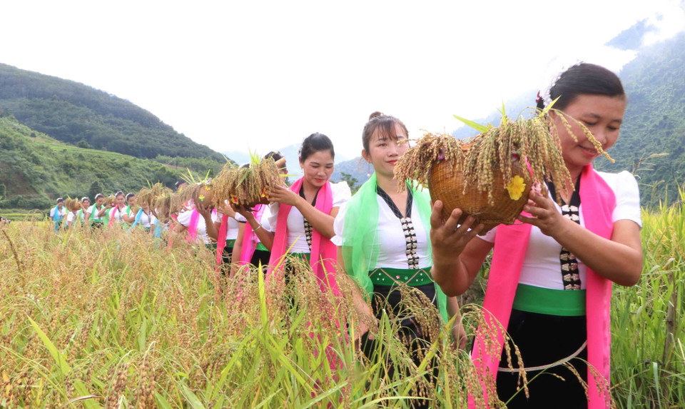 Hái lúa và mang đển chỗ cúng để làm nghi thức cúng hồn lúa.(Ảnh: Nguyễn Oanh/TTXVN)