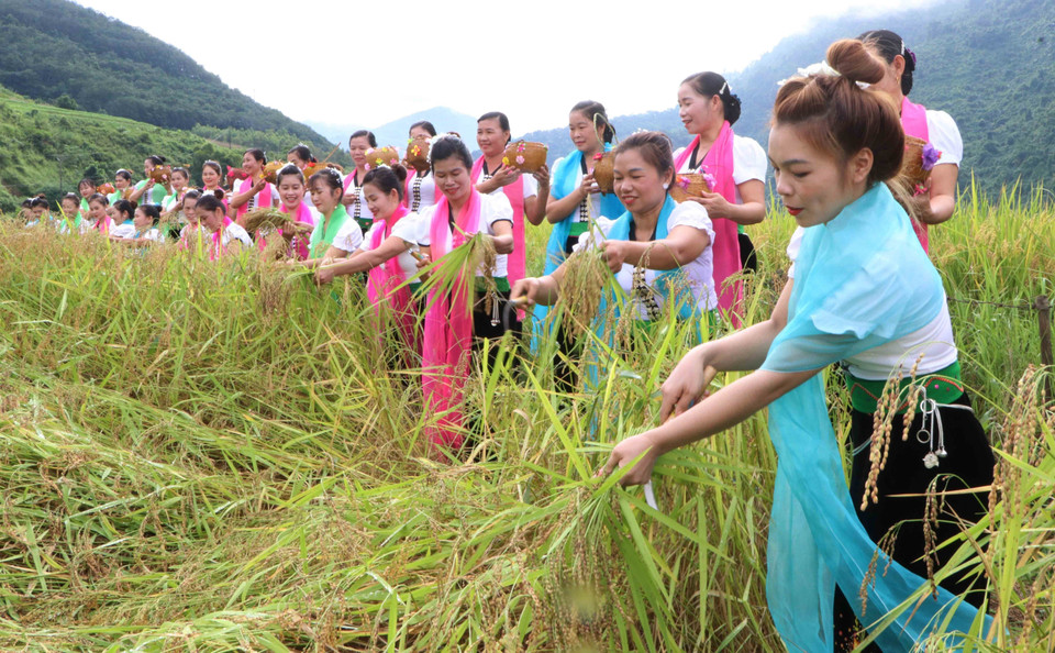 Nghi thức hái lúa trên cánh đồng. (Ảnh: Nguyễn Oanh/TTXVN)