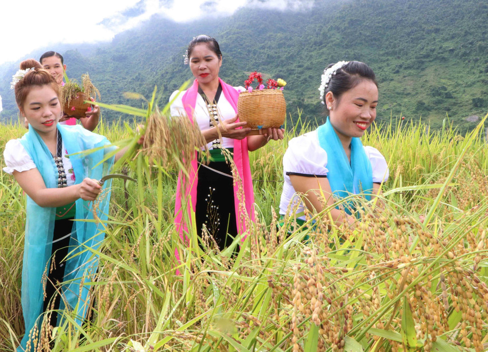 Khi hái lúa phải hái cả bông lúa và lá lúa, có như vậy hồn lúa mới hài lòng và thể hiện lòng cảm tạ Thần nông đã bảo vệ cây lúa trổ bông tươi tốt. (Ảnh: Nguyễn Oanh/TTXVN)