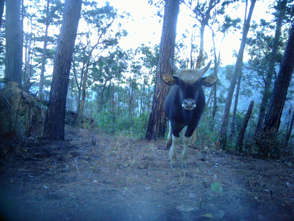Bò tót được thiết bị bẫy ảnh chụp được trong rừng tự nhiên của Vườn Quốc gia Phước Bình, Ninh Thuận. (Ảnh: TTXVN phát)