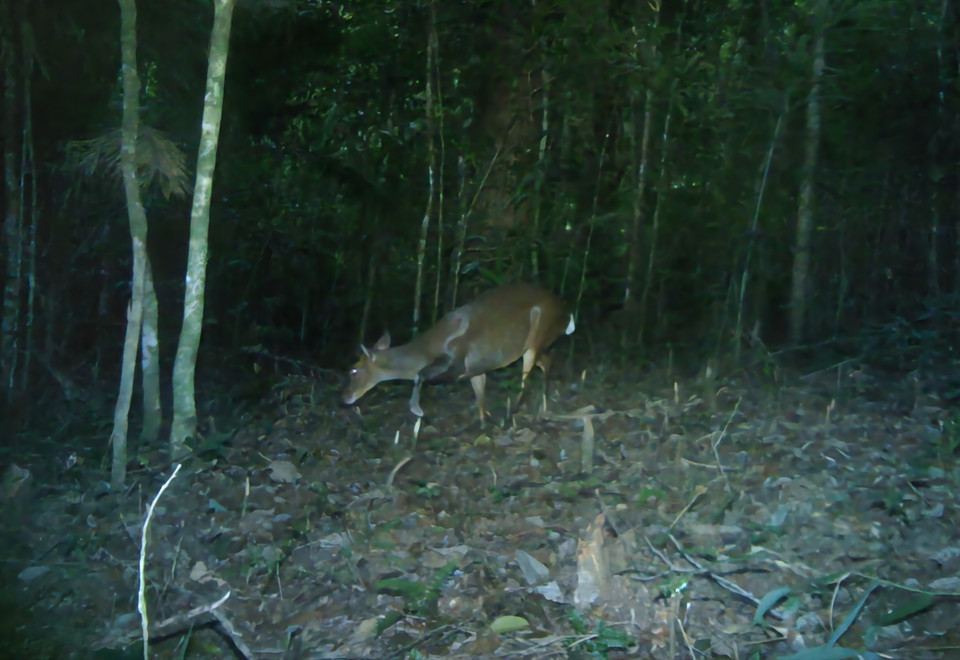 Bẫy ảnh chụp được loài Mang lớn Trường Sơn trong rừng tự nhiên của Vườn Quốc gia Phước Bình, tỉnh Ninh Thuận. (Ảnh: TTXVN phát)