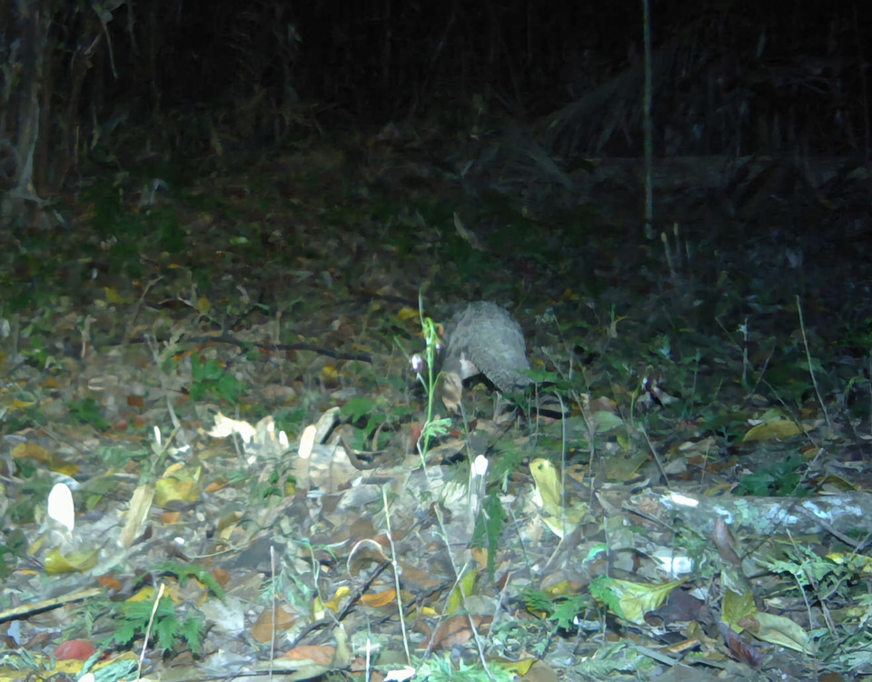 Bẫy ảnh chụp được loài Tê tê Java trong rừng tự nhiên của Vườn Quốc gia Phước Bình, tỉnh Ninh Thuận. (Ảnh: TTXVN phát)