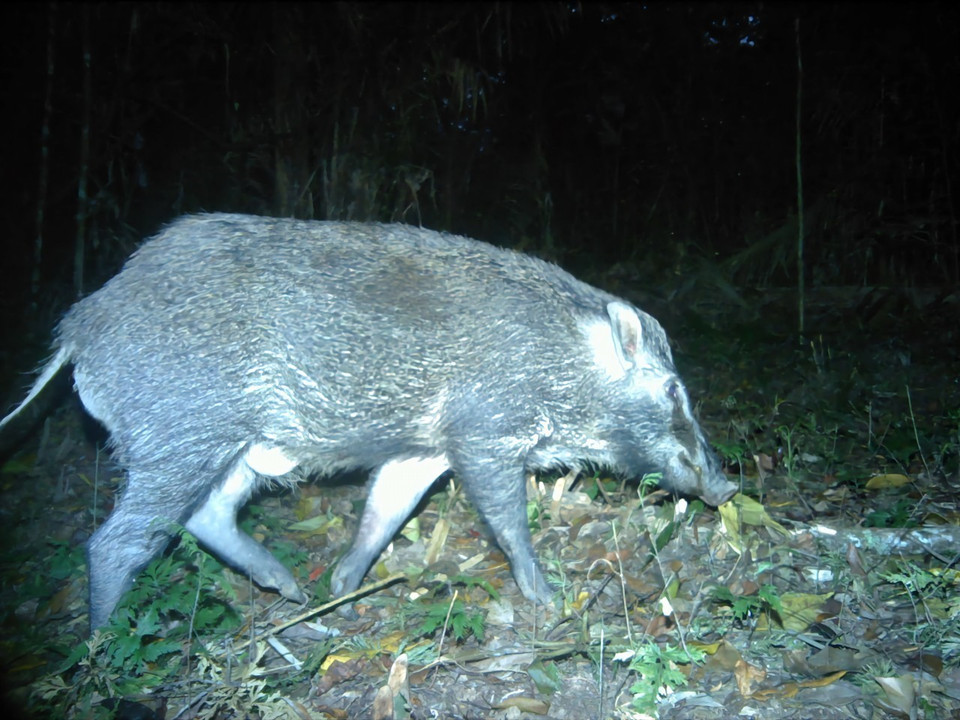 Lợn rừng được thiết bị bẫy ảnh chụp được trong rừng tự nhiên của Vườn Quốc gia Phước Bình, tỉnh Ninh Thuận. (Ảnh: TTXVN phát)