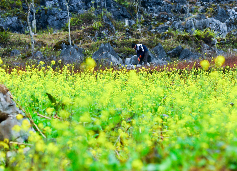 Những cánh đồng hoa cải rộng mênh mông làm dịu đi sự khô cằn, lạnh lẽo của những dãy núi đá bao quanh. (Ảnh: Nam Thái/TTXVN)