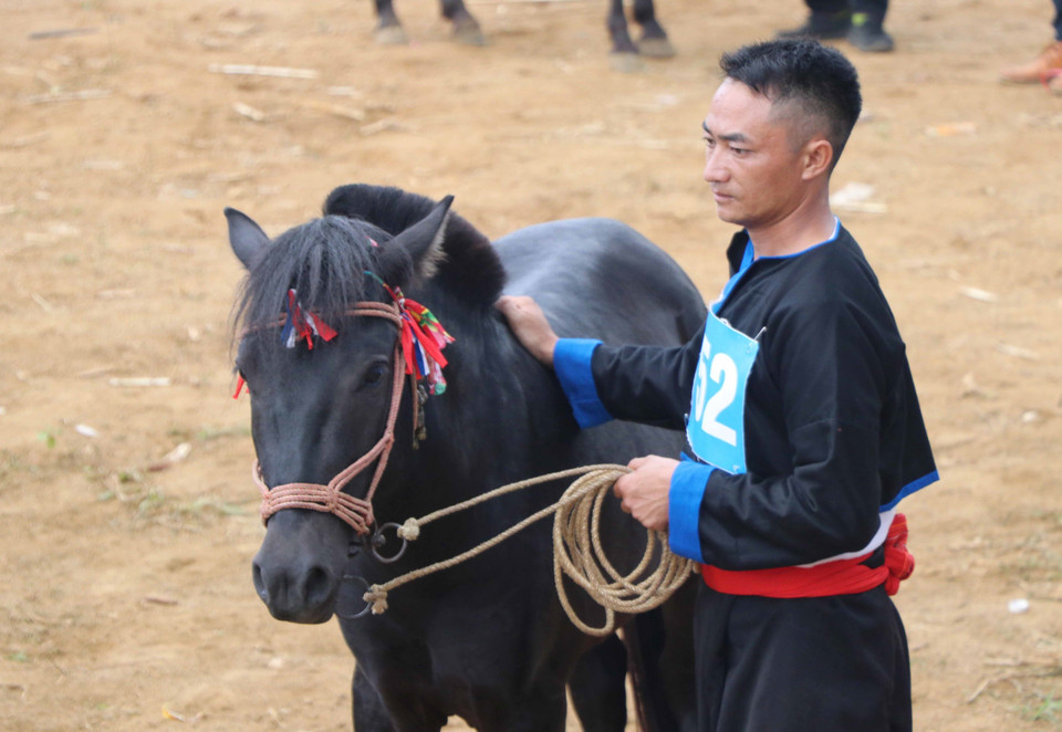 Nài ngựa Giàng A Sinh ở xã Tả Lèng, huyện Tam Đường chuẩn bị cho ngựa vào vòng đấu. (Ảnh: Nguyễn Oanh/TTXVN)