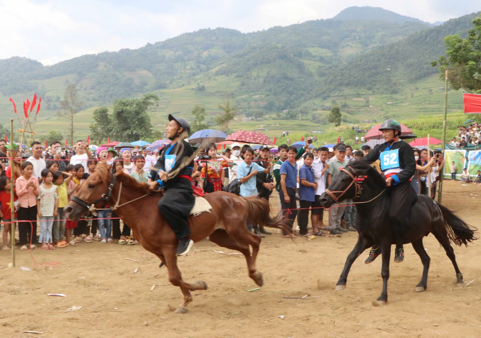 Ngựa bản địa của người Mông tuy không to cao nhưng chạy rất nhanh và bền sức. (Ảnh: Nguyễn Oanh/TTXVN)
