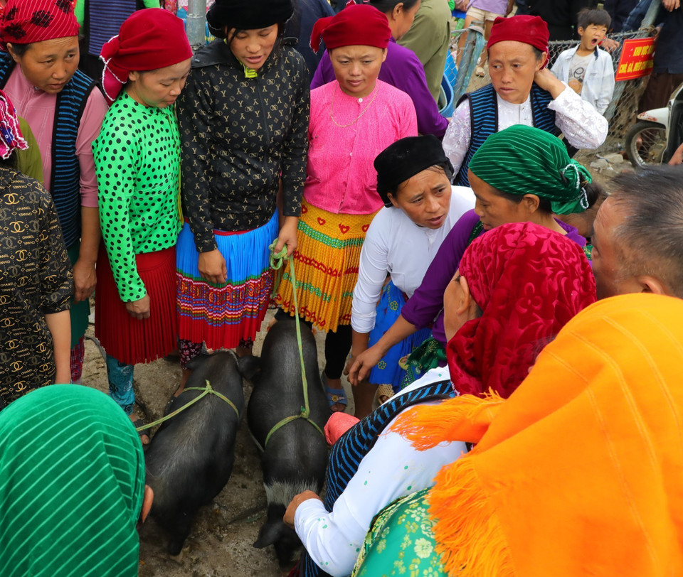 Bà con mua, bán lợn giống tại chợ phiên Mèo Vạc. (Ảnh: Hoàng Hiếu/TTXVN)