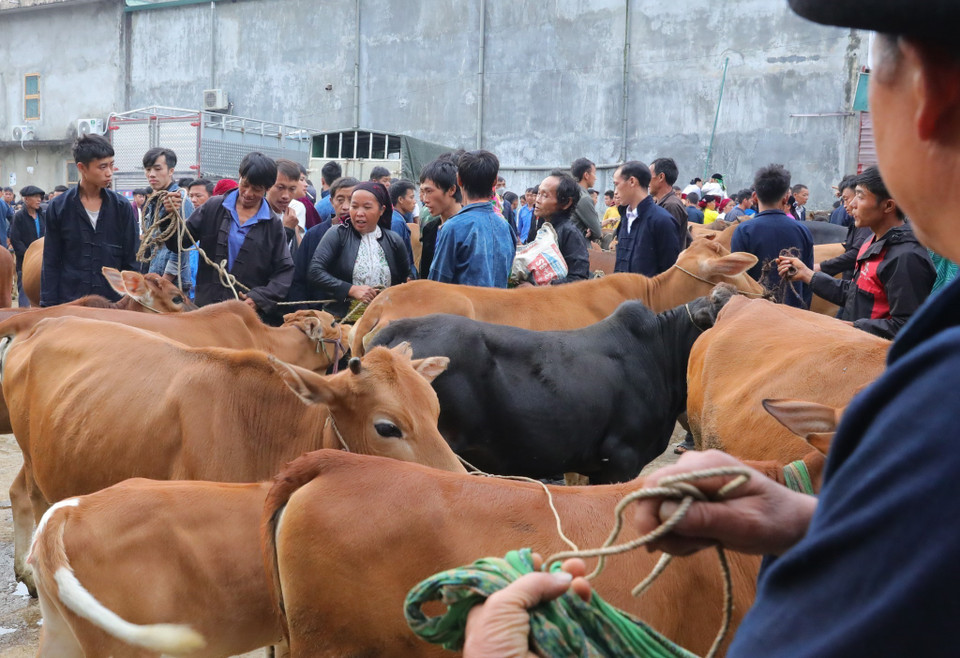 Chợ bò huyện Mèo Vạc thu hút rất đông bà con, thương lái đến mua, bán, trao đổi bò. (Ảnh: Hoàng Hiếu/TTXVN)