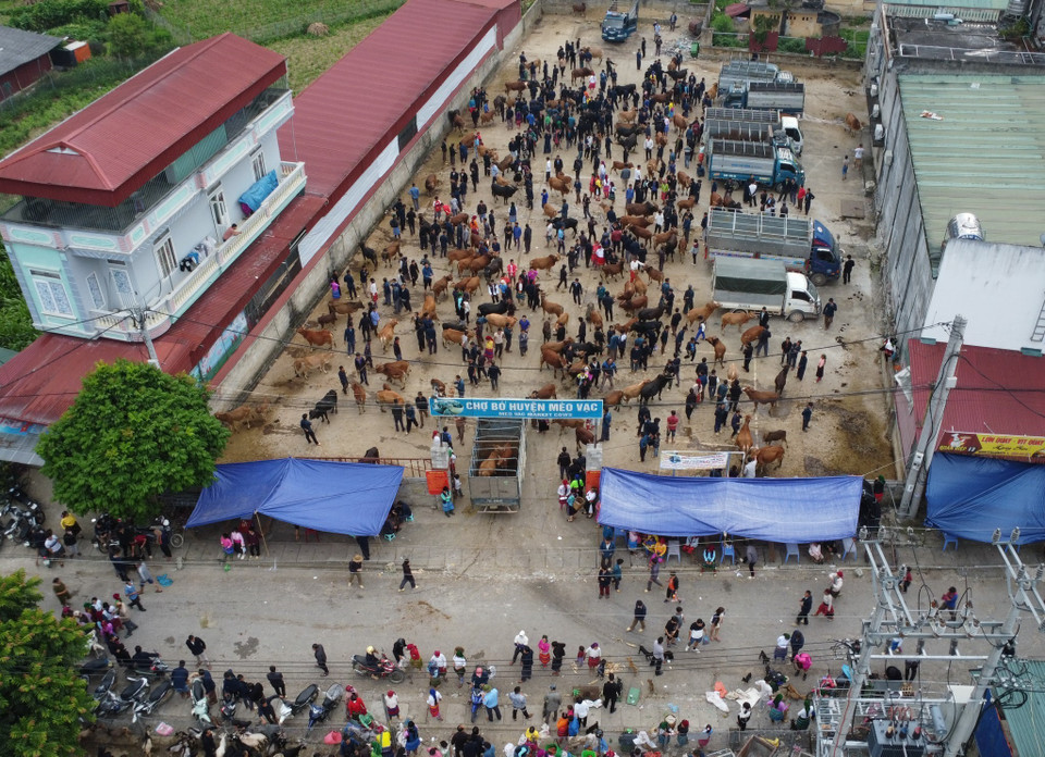 Chợ bò Mèo Vạc - chợ bán bò lớn nhất, nhì các huyện vùng Cao nguyên đá Hà Giang. (Ảnh: Hoàng Hiếu/TTXVN)