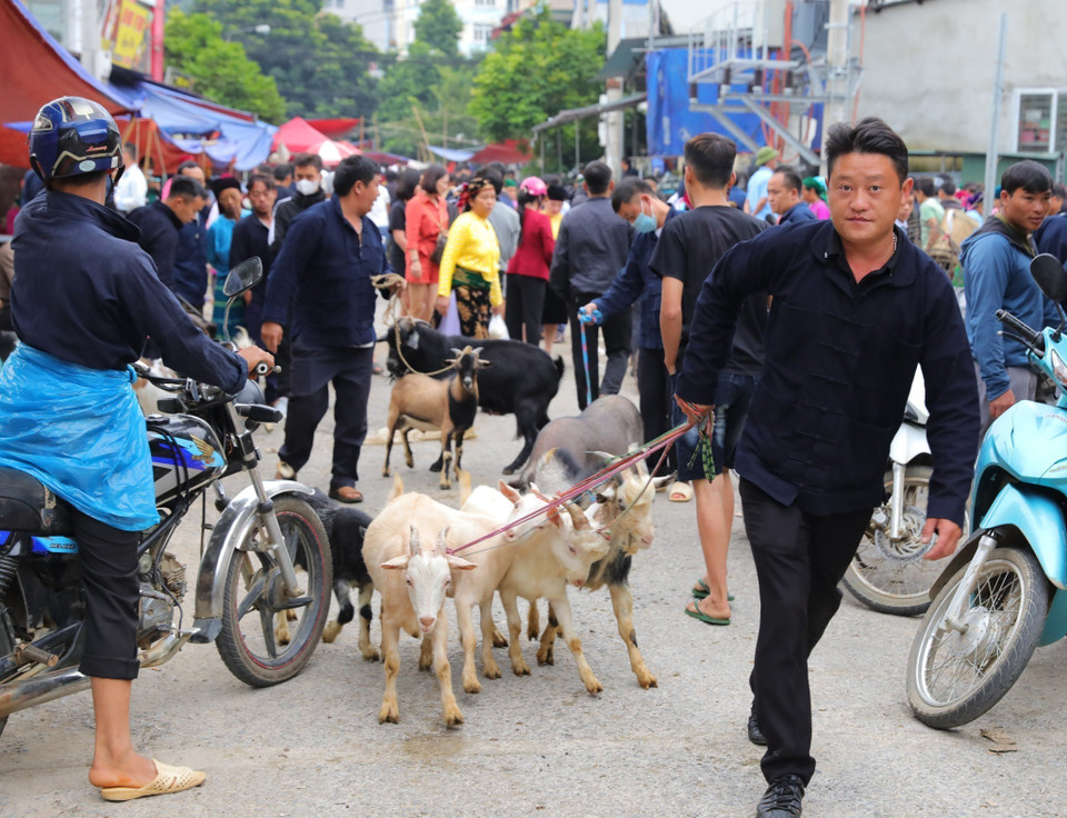 Người dân dắt đàn dê vừa mua được tại chợ phiên Mèo Vạc. (Ảnh: Hoàng Hiếu/TTXVN)